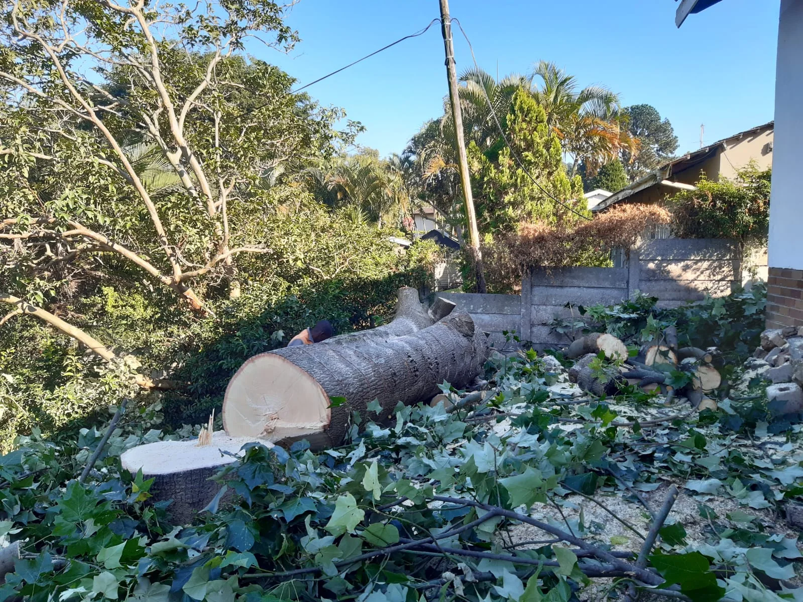 Large tree trunk after professional felling