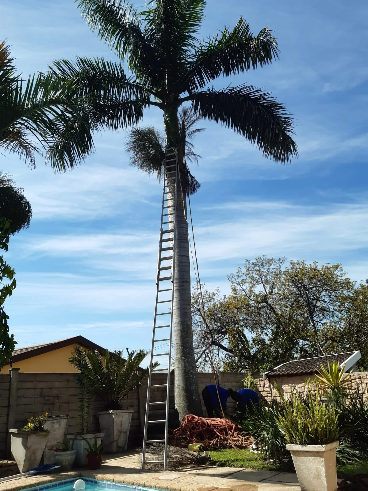 Palm tree cutting and cleanup work