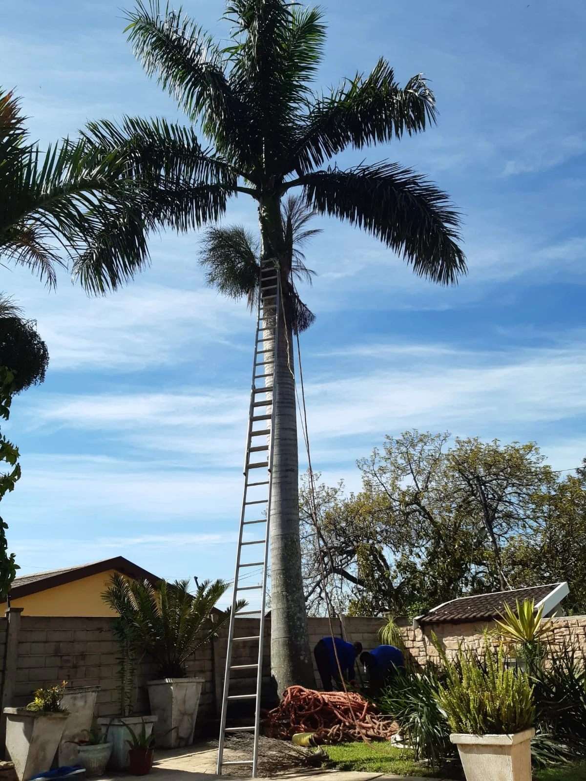 Palm tree work carried out by Bruce’s team