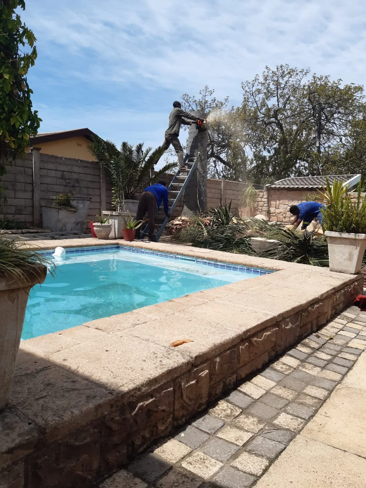 Tree work and cleanup beside a residential pool